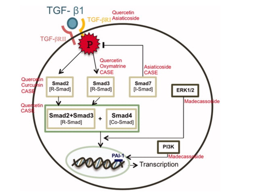治疗瘢痕的自然药物疗法