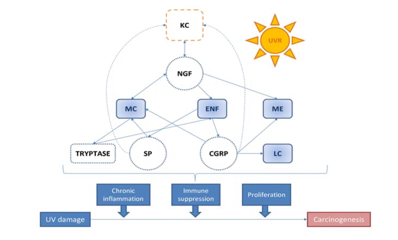 神经内分泌因素： 非黑色素瘤皮肤癌中缺失的一环