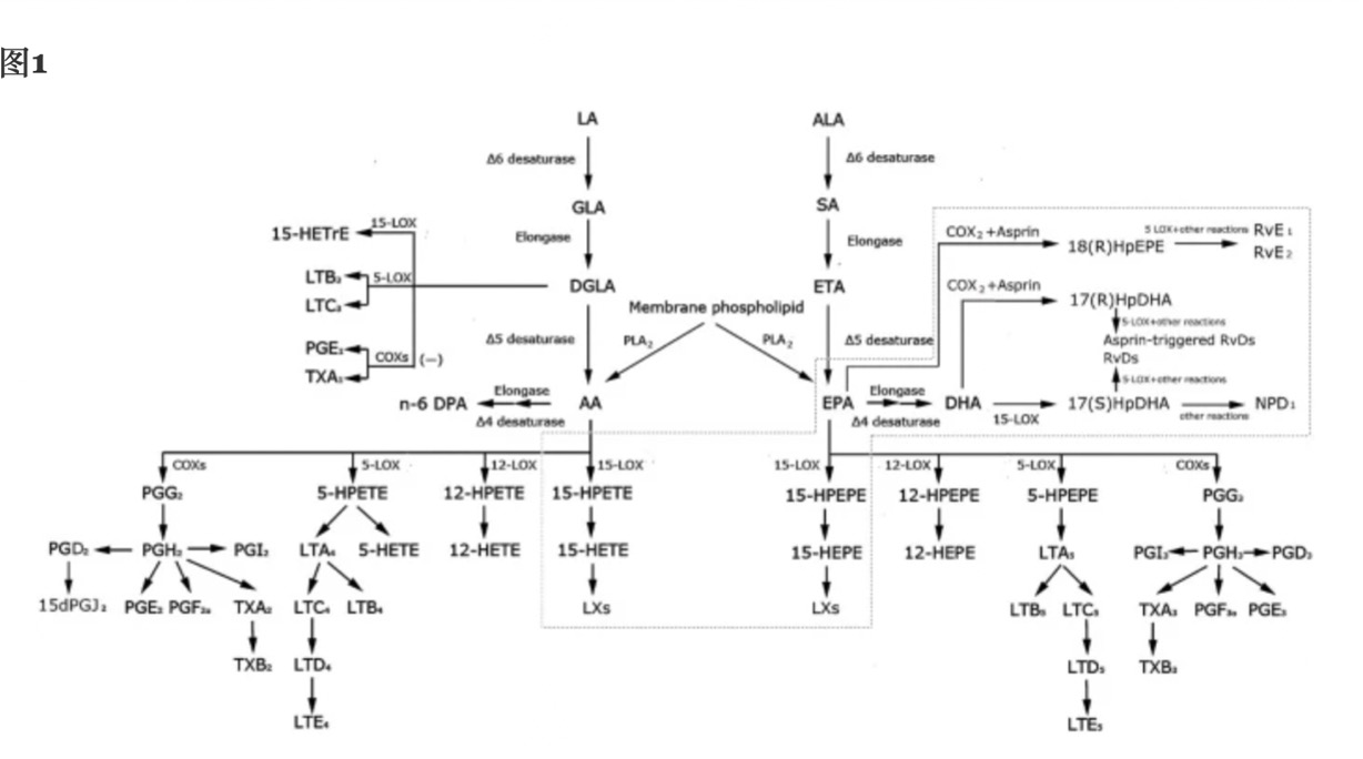 脂质代谢在瘢痕疙瘩发育中的作用